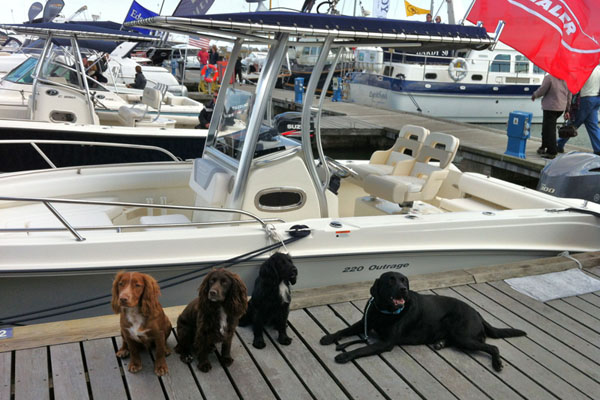 Sandbanks Boatshow Whaler Dogs 600